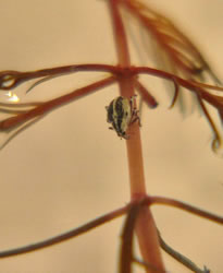 Eurasian water-milfoil weevil -Volunteer Today - Click to enlarge.