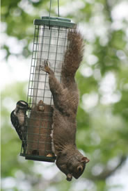 Sharing is caring - Hairy Woodpecker and Grey Squirrel sharing a dining experience. - Click to enlarge. Sharing is caring - Hairy Woodpecker and Grey Squirrel sharing a dining experience. - Click to enlarge.
