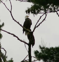 Eagle and her young at their nest on the corner of 2nd Lake and Lake 2 1/2 - Click to enlarge.