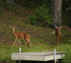 Two spotted fawns on the point between 3rd Lake and Lake 2 1/2 - Click to enlarge.