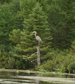 Great Blue Heron sitting on a stump just off Forth Lake in the channel toward Third Lake - Click to enlarge.