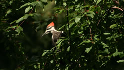 Pileated woodpecker in a cherry tree off of Second Lake - Click to enlarge.