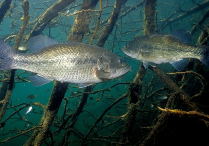 fish-habitat-001