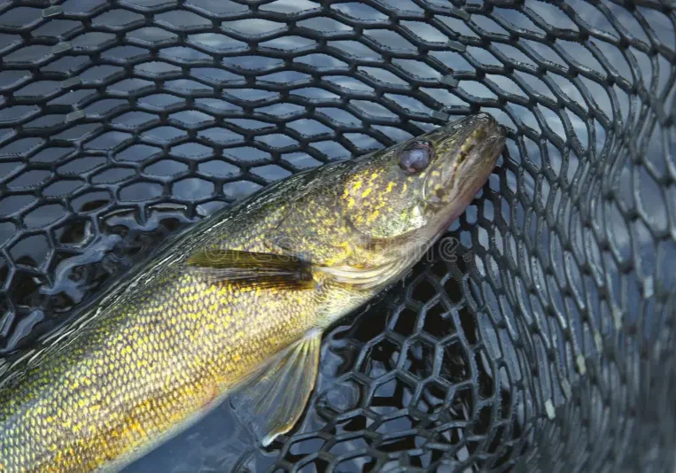 walleye-net